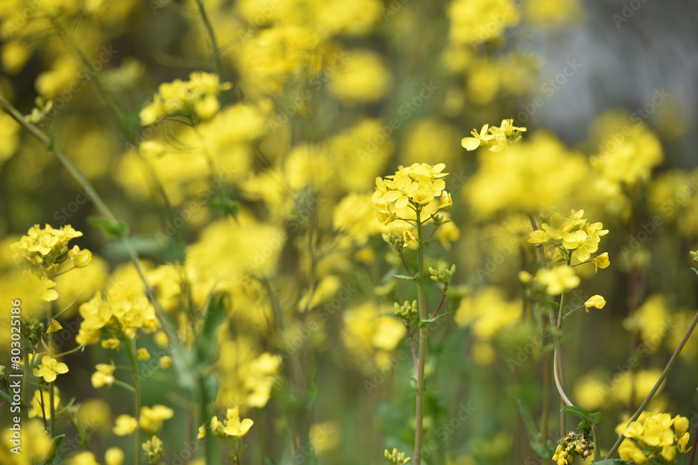 Rapeseed. Brassica napus. are blooming in sunny summer day. yellow flower, isolated on blurred natural background. agriculture, in Europe or Asia. floral background. growing in the field, soft focus