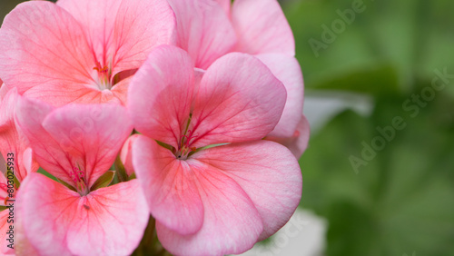 Geranium. small pale pink flowers. Floral background. Pink flowers of homegrown violets in a pot on a green background. bokeh, beautiful flower, close-up. beauty in nature, gardening, macro photo.