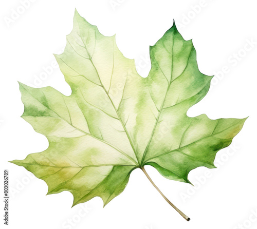 PNG Illustration of leaf plant maple tree.