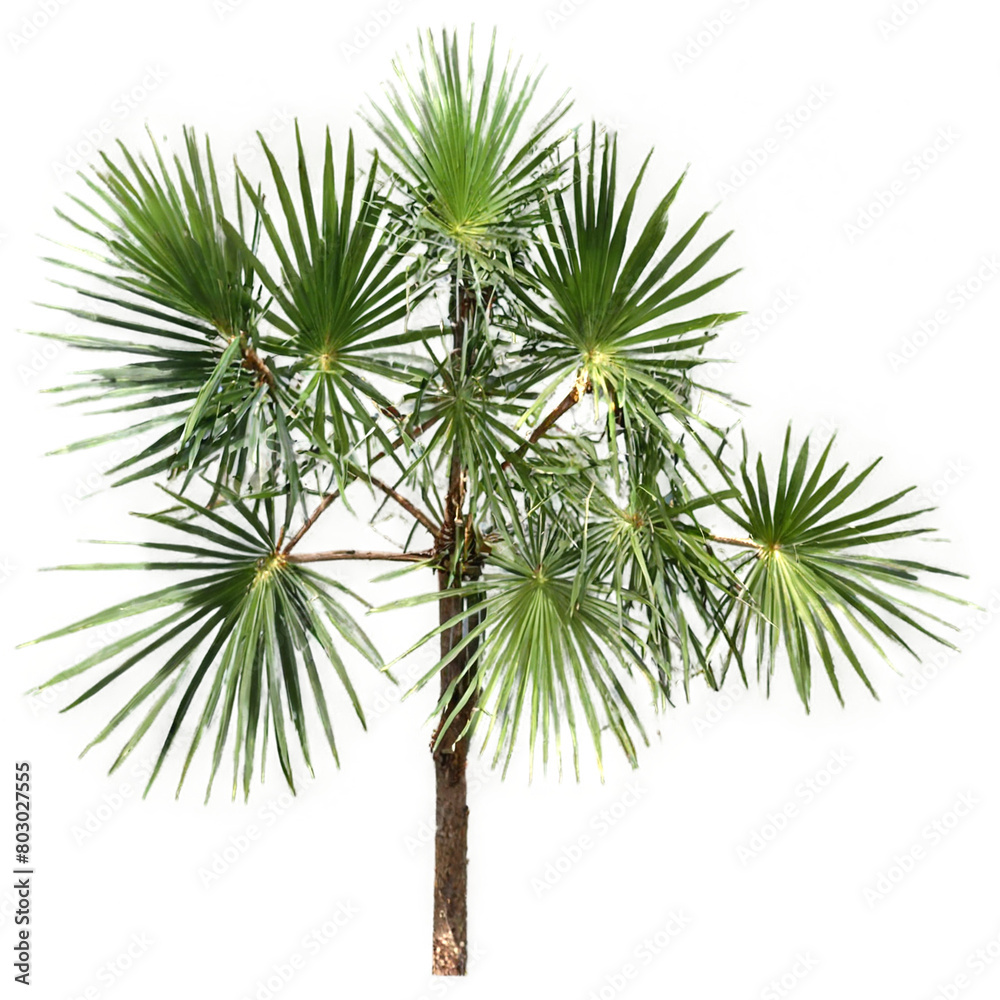 Saw palmetto isolated on transparent background Saw palmetto isolated on transparent background