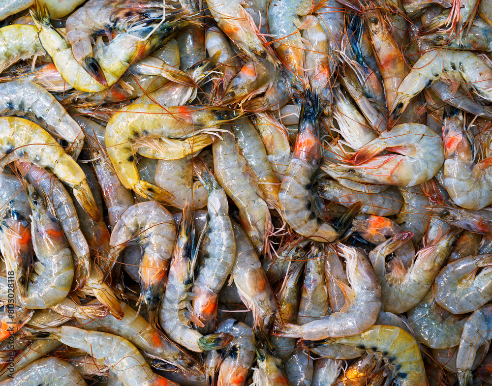Close-up of fresh caught shrimp at a fish market in Istanbul, Turkey Close-up of fresh caught shrimp at a fish market in Istanbul, Turkey