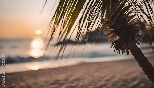 palm trees with beach photo
