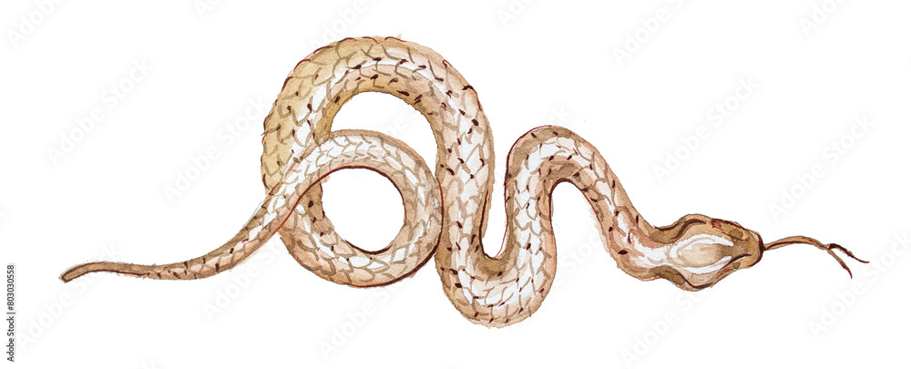 Snake isolated on white. Brown snake watercolor clipart. Snake isolated on white. Brown snake watercolor clipart.