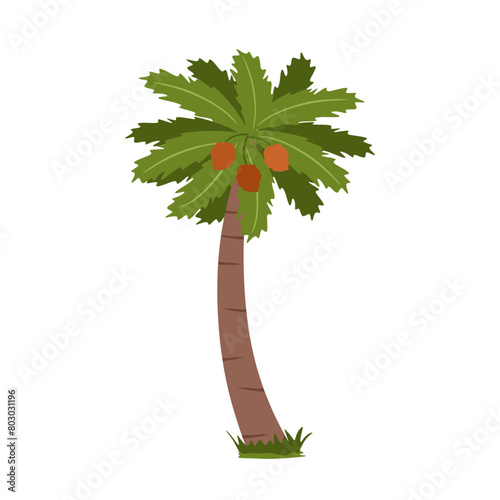 Vector tropical palm tree. Coconut tree with green leaves isolated on white background. Jungle leaf plant, palm tree with coconuts in colorful cartoon style. Colored flat vector illustration