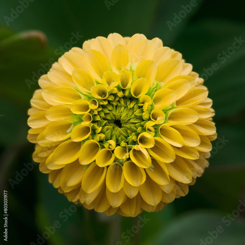 Yellow dahlia flower  macro illustration