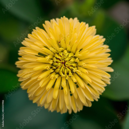 Yellow flower, closeup © Sylvie Bird