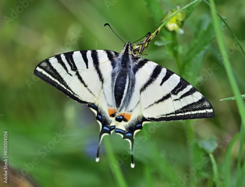 Segelfalter (Iphiclides podalirius)