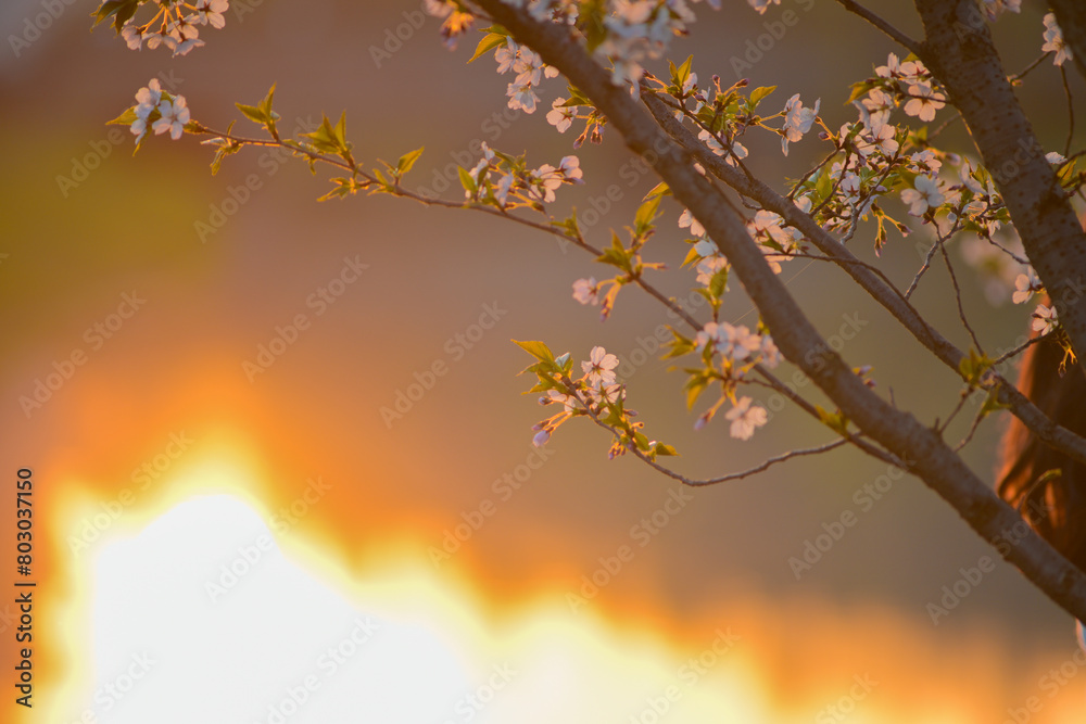 Obraz premium Blooming sakura blossoms under the setting sun