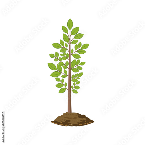 Young tree growing from the ground. Vector. Used for web design collages for gardening, plant theme, wildlife. Cartoon, simple drawing.