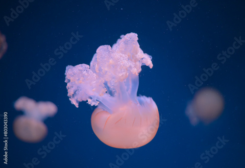 jelly fish in the aquarium