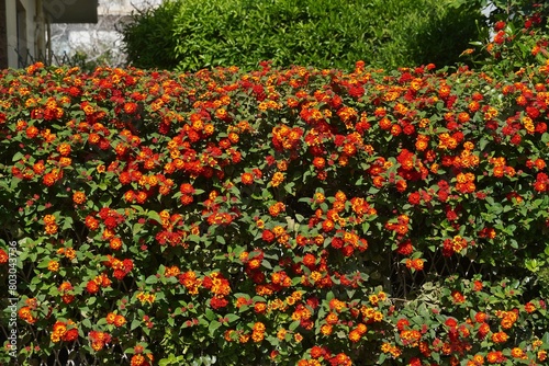Hedge of colorful Lantana camara flowers, in Attica,Greece