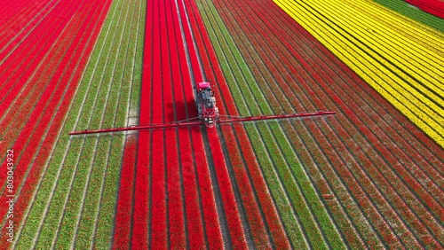 Tractor with an agricultural crops sprayer spraying pesticide or fertilizer on a field of tulips during springtime aerial footage.