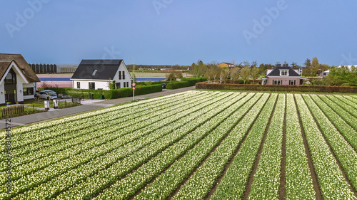 Aerial drone view of bulb fields of hyacinths in springtime, beautiful spring flowers fields background from above, Lisse, Zuid Holland, Netherlands
 photo