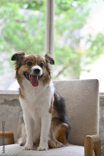 Wallpaper Mural 의자에 앉아있는 강아지 Torontodigital.ca