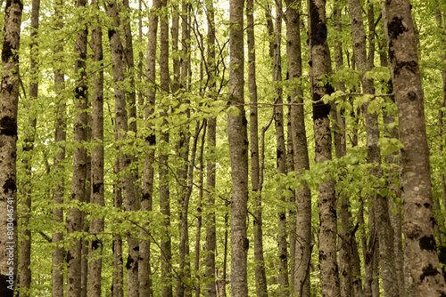 a dense forest with tall  thin trees  their trunks covered in moss  surrounded by vibrant green foliage