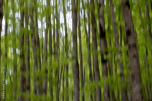 Blurred trees and greenery  creating an abstract  artistic effect that emphasizes motion and an ethereal quality of the forest