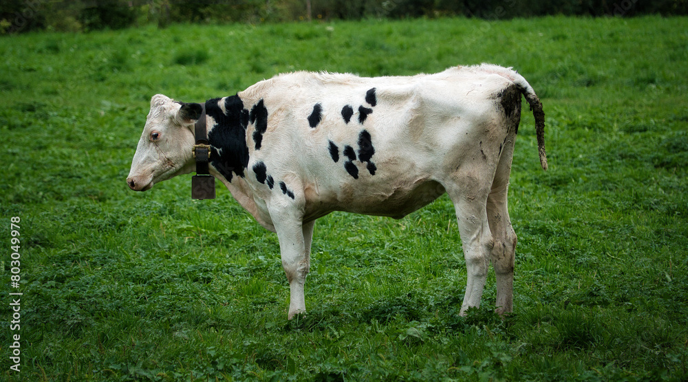 Eine weisse Kuh mit einigen kleinen, schwarzen Flecken an der Seite, mit Kuhglocke um den Hals, im seitlichen Portrait auf einer Wiese Eine weisse Kuh mit einigen kleinen, schwarzen Flecken an der Seite, mit Kuhglocke um den Hals, im seitlichen Portrait auf einer Wiese