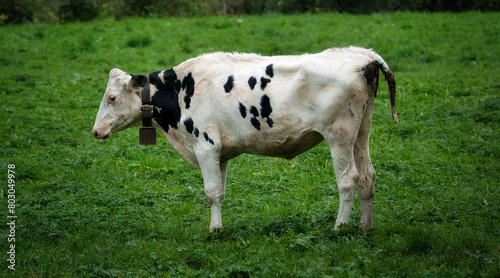 Eine weisse Kuh mit einigen kleinen  schwarzen Flecken an der Seite  mit Kuhglocke um den Hals  im seitlichen Portrait auf einer Wiese