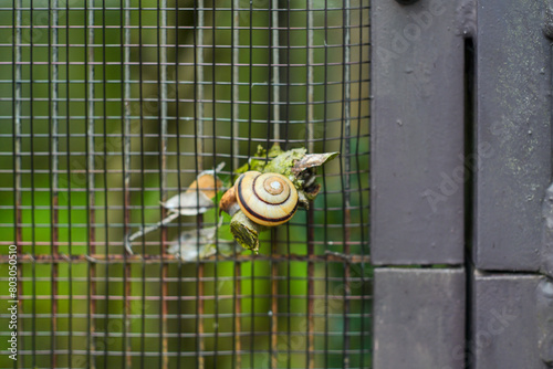 Snail on the barbed wire