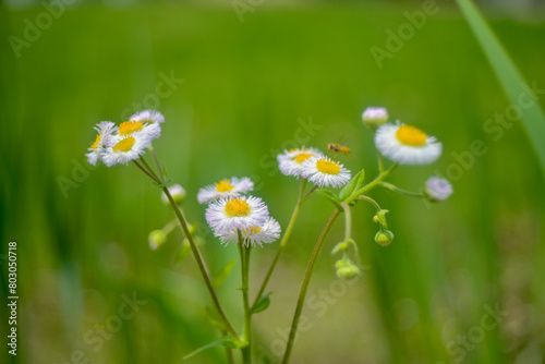 Daisies by the lake in the sun