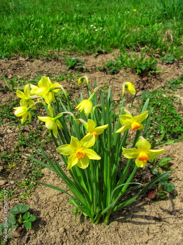 Golden Daffodil in Bloom