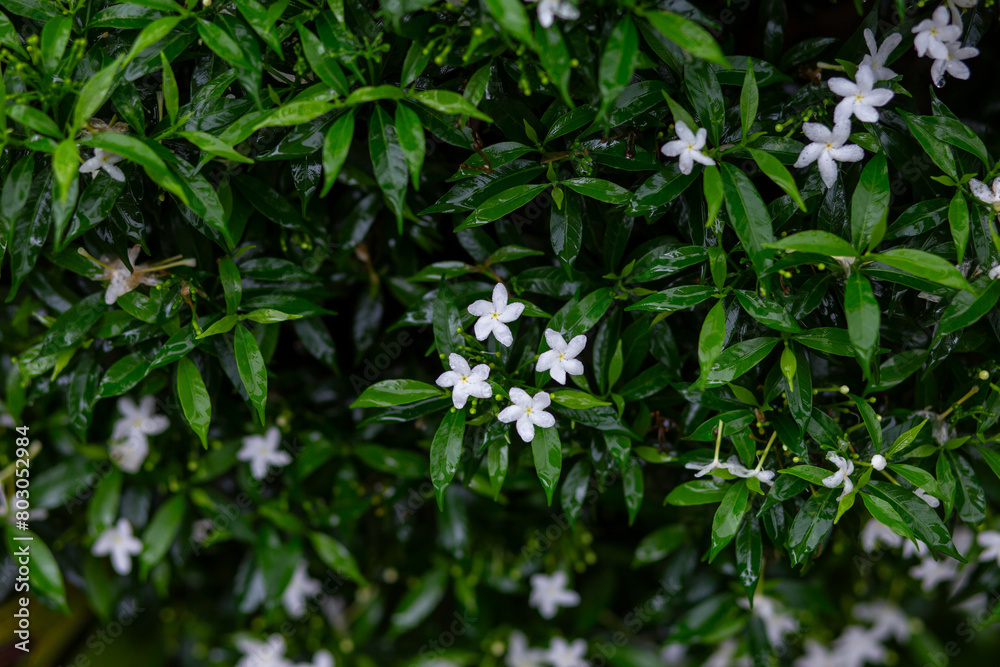 selective focus Pleated gardenia white flowers along the wet roadside after rain Look and feel refreshed. There is space for text. selective focus Pleated gardenia white flowers along the wet roadside after rain Look and feel refreshed. There is space for text.