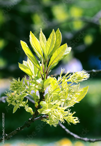 chionanthus Virginicus tree blossoming at spring photo