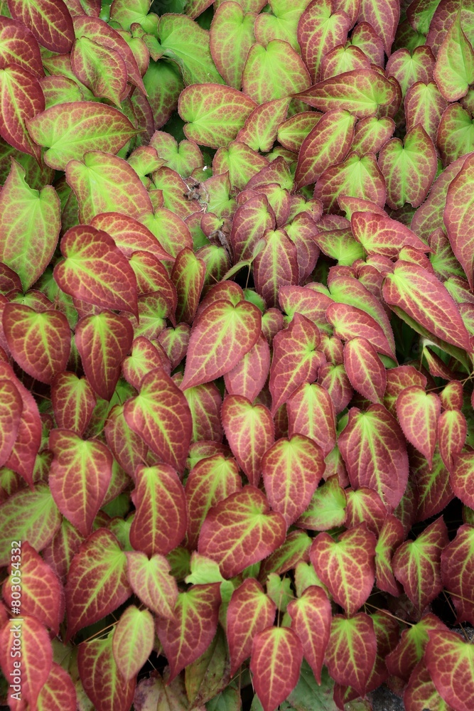 Fototapeta premium Epimedium Grandiflorum plant with colorful leaves and yellow flowers close up