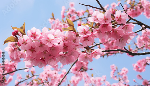 Selective focus of beautiful branches of pink Cherry blossoms on the tree under blue sky  Beautiful Sakura flowers during spring season in the park  Flora pattern texture  Nature floral background.
