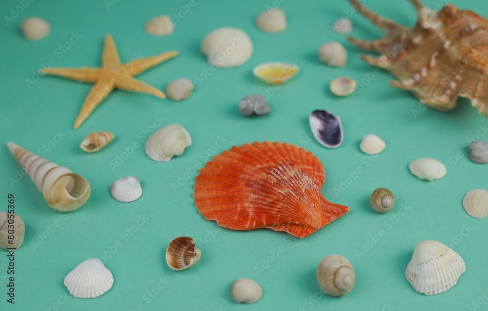 on a delicate green-blue background, shells of different shapes and sizes and a starfish on a delicate green-blue background, shells of different shapes and sizes and a starfish