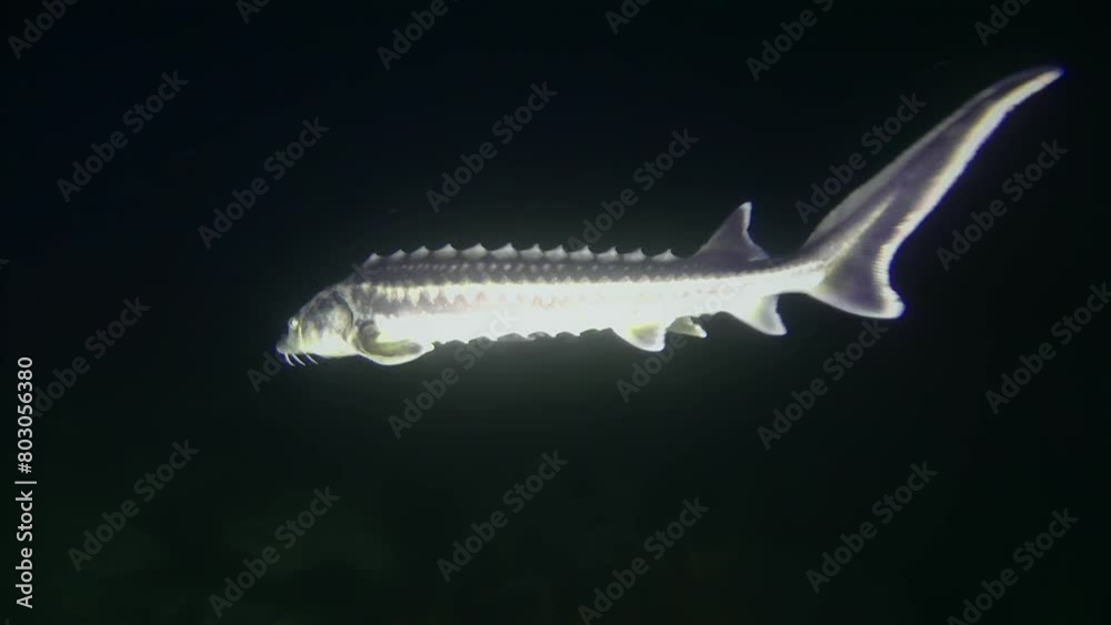 The camera follows a Diamond sturgeon or Russian sturgeon (Acipenser gueldenstaedtii) as it swims against the backdrop of a dark water column, medium shot. The camera follows a Diamond sturgeon or Russian sturgeon (Acipenser gueldenstaedtii) as it swims against the backdrop of a dark water column, medium shot.