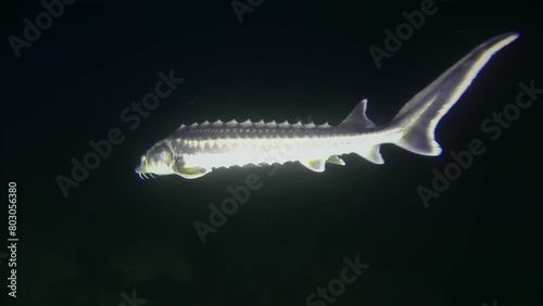 The camera follows a Diamond sturgeon or Russian sturgeon (Acipenser gueldenstaedtii) as it swims against the backdrop of a dark water column, medium shot. photo