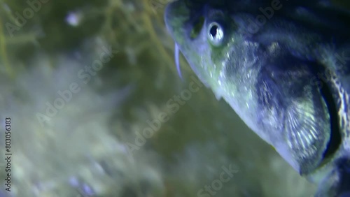The camera follows the head of a Russian sturgeon or Danube sturgeon (Acipenser gueldenstaedtii) as it swims over an algae-covered bottom, portrait, detail. photo