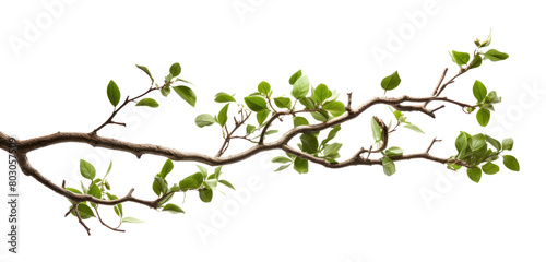 PNG A tree branches plant leaf white background