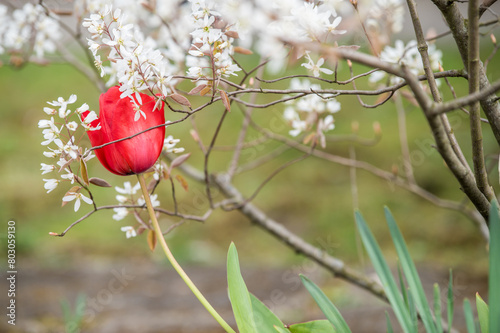 Blühende rot Tulpe an blühender Kupferfelsenbirne Amelanchier lamarckii