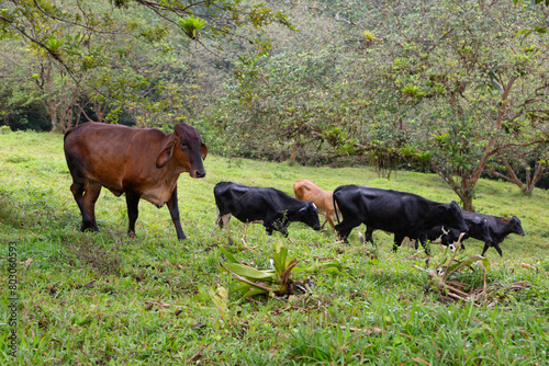 Large brown Brahman beef with hump and drooping ears walking in the rain on hilly terrain alongside three black and one tan cows, La Fortuna, Costa Rica 