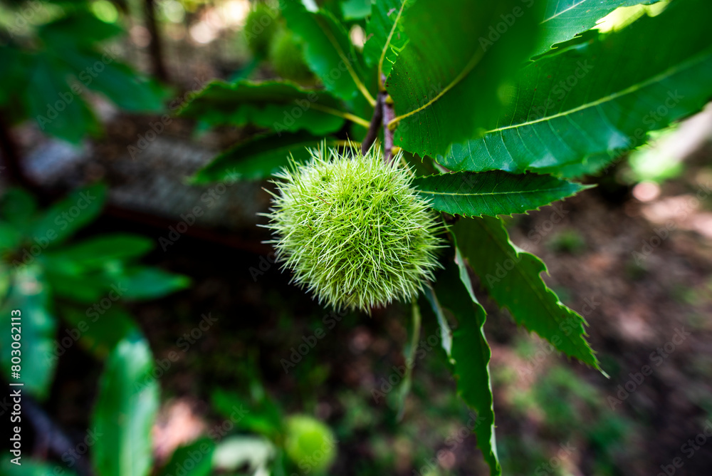 2023 9 23 Vidor Castanea sativa 73 2023 9 23 Vidor Castanea sativa 73