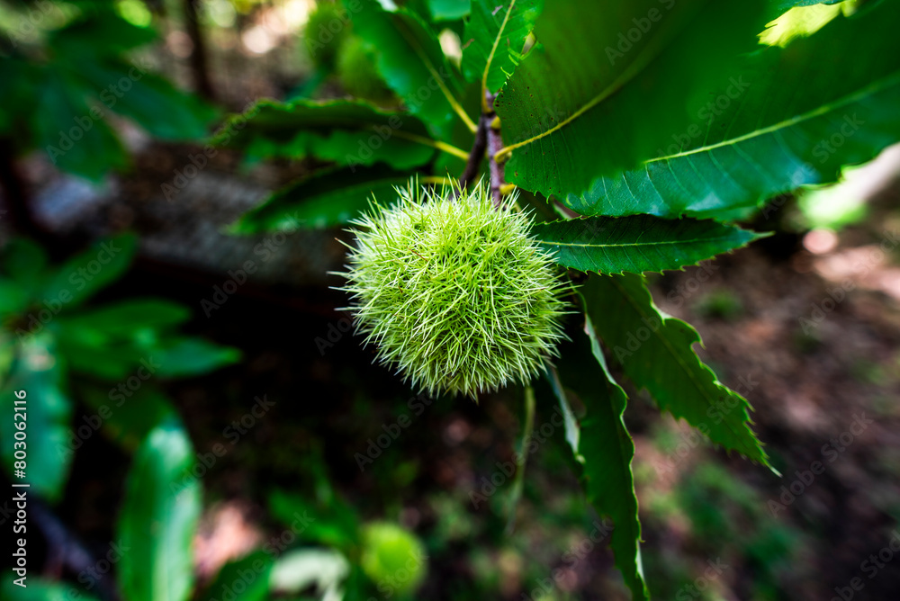 2023 9 23 Vidor Castanea sativa 74 2023 9 23 Vidor Castanea sativa 74