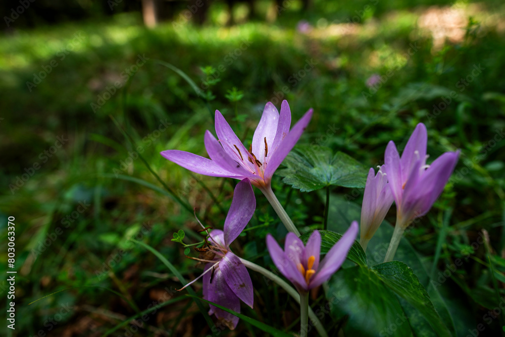 2023 9 23 Vidor Colchicum multiflorum 69 2023 9 23 Vidor Colchicum multiflorum 69