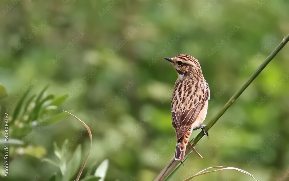 Whinchat female on branch, Saxicola rubetra, birds of Montenegro
Whinchat female on branch, Saxicola rubetra, birds of Montenegro