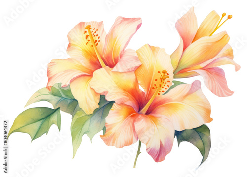 PNG A exotic spring flower hibiscus petal plant