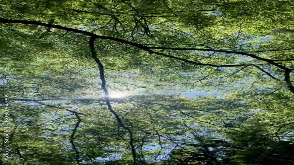 A beautiful view of the sun peaking through tree branches  with clear blue sky in the background