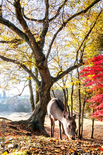 秋の奈良公園は鹿と紅葉が見れる観光地