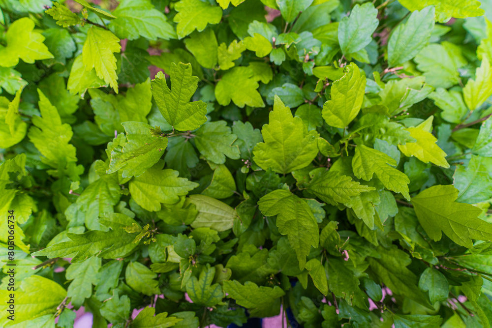 green leaves background green leaves background