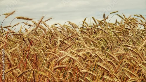 Wheat is grass widely cultivated for its seed, cereal grain which is worldwide staple food. Many species of wheat together make up genus Triticum, most widely grown is common wheat (aestivum). photo