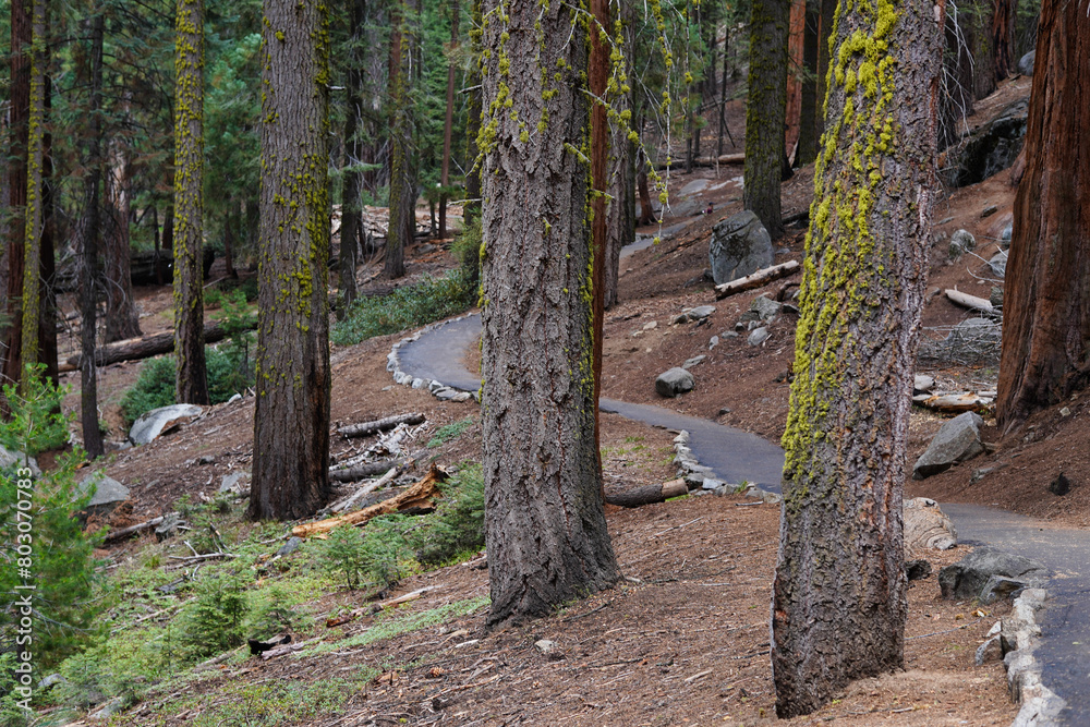 Giant Forest in The Sierra Nevada Mountains. Giant Forest in The Sierra Nevada Mountains.