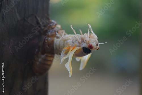 13 year Cicada brood xix teneral adult emergence photo