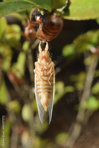13 year Cicada brood xix teneral adult emergence