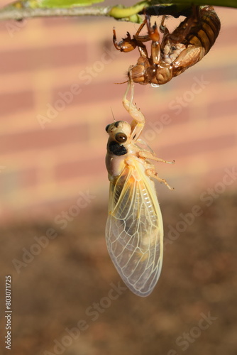 13 year Cicada brood xix teneral adult emergence photo