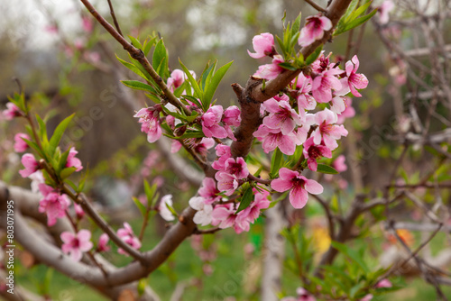 Peach tree branch covered with pink flowers